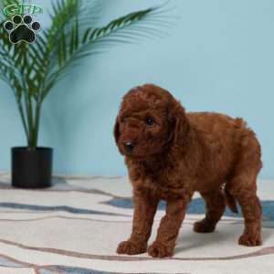 Evah, Miniature Poodle Puppy